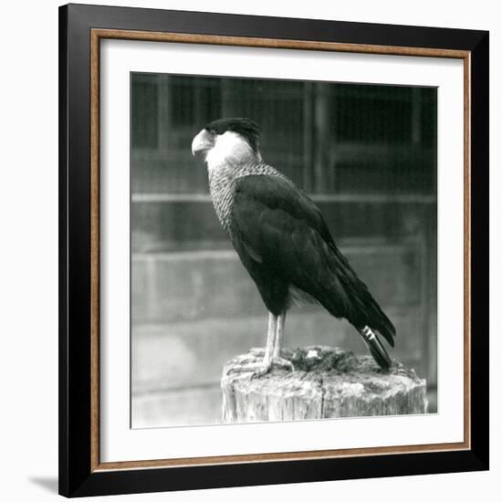 A Northern Crested Caracara Standing on a Log at London Zoo, September 1925 (B/W Photo)-Frederick William Bond-Framed Giclee Print