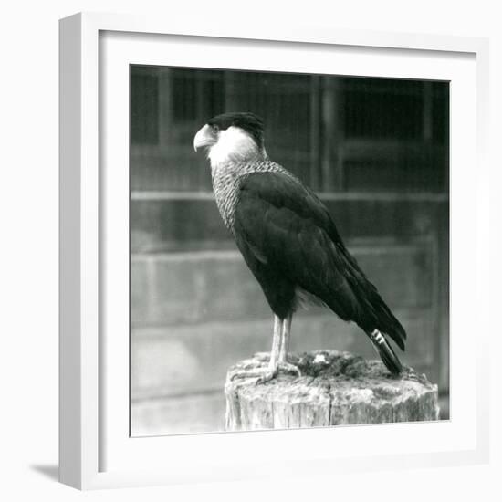 A Northern Crested Caracara Standing on a Log at London Zoo, September 1925 (B/W Photo)-Frederick William Bond-Framed Giclee Print