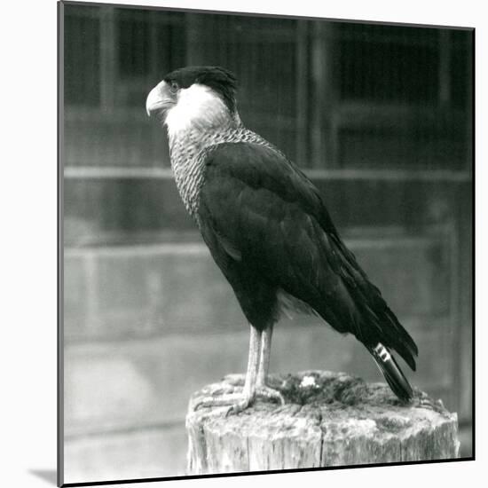 A Northern Crested Caracara Standing on a Log at London Zoo, September 1925 (B/W Photo)-Frederick William Bond-Mounted Giclee Print