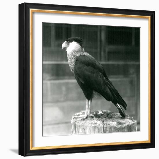 A Northern Crested Caracara Standing on a Log at London Zoo, September 1925 (B/W Photo)-Frederick William Bond-Framed Giclee Print