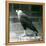 A Northern Crested Caracara Standing on a Log at London Zoo, September 1925 (B/W Photo)-Frederick William Bond-Framed Premier Image Canvas