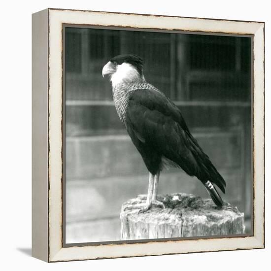 A Northern Crested Caracara Standing on a Log at London Zoo, September 1925 (B/W Photo)-Frederick William Bond-Framed Premier Image Canvas