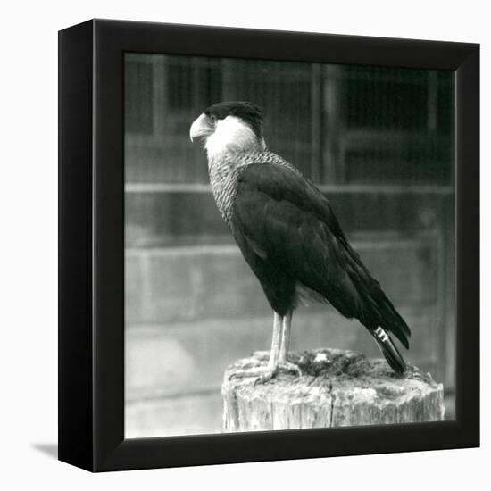 A Northern Crested Caracara Standing on a Log at London Zoo, September 1925 (B/W Photo)-Frederick William Bond-Framed Premier Image Canvas