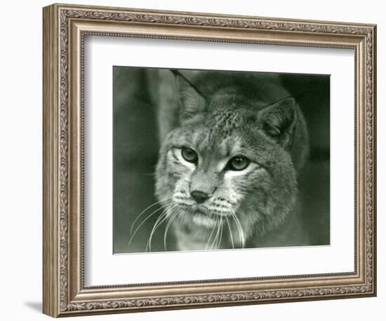 A Northern Lynx, London Zoo, February 1925 (B/W Photo)-Frederick William Bond-Framed Giclee Print