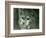 A Northern Lynx, London Zoo, February 1925 (B/W Photo)-Frederick William Bond-Framed Giclee Print