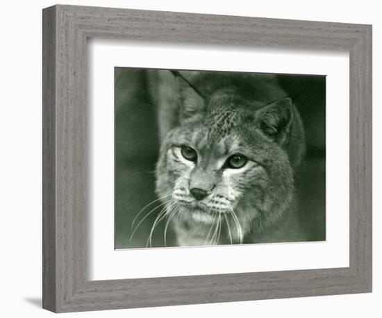 A Northern Lynx, London Zoo, February 1925 (B/W Photo)-Frederick William Bond-Framed Giclee Print