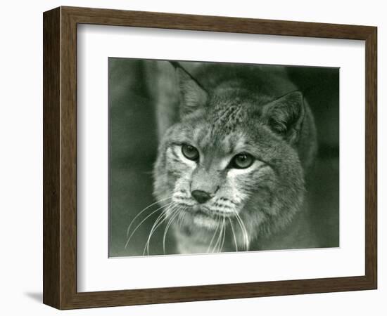 A Northern Lynx, London Zoo, February 1925 (B/W Photo)-Frederick William Bond-Framed Giclee Print