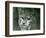 A Northern Lynx, London Zoo, February 1925 (B/W Photo)-Frederick William Bond-Framed Giclee Print