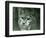 A Northern Lynx, London Zoo, February 1925 (B/W Photo)-Frederick William Bond-Framed Giclee Print