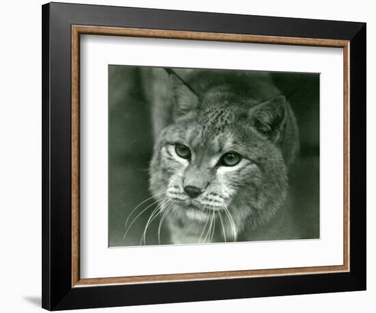 A Northern Lynx, London Zoo, February 1925 (B/W Photo)-Frederick William Bond-Framed Giclee Print