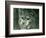 A Northern Lynx, London Zoo, February 1925 (B/W Photo)-Frederick William Bond-Framed Giclee Print