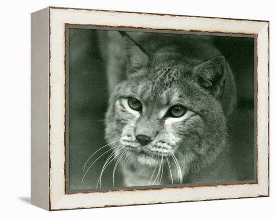 A Northern Lynx, London Zoo, February 1925 (B/W Photo)-Frederick William Bond-Framed Premier Image Canvas