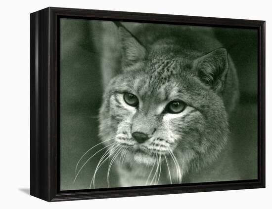 A Northern Lynx, London Zoo, February 1925 (B/W Photo)-Frederick William Bond-Framed Premier Image Canvas