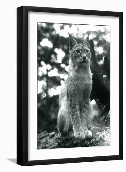 A Northern Lynx Sitting up at London Zoo, July 1925 (B/W Photo)-Frederick William Bond-Framed Giclee Print