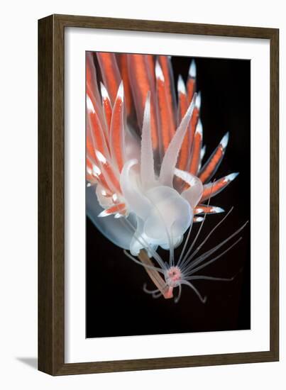 A Nudibranch (Flabellina Nobilis) Feeding On A Solitary Hydroid (Tubularia Indivisa)-Alex Mustard-Framed Photographic Print