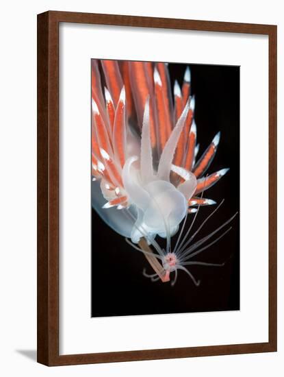 A Nudibranch (Flabellina Nobilis) Feeding On A Solitary Hydroid (Tubularia Indivisa)-Alex Mustard-Framed Photographic Print