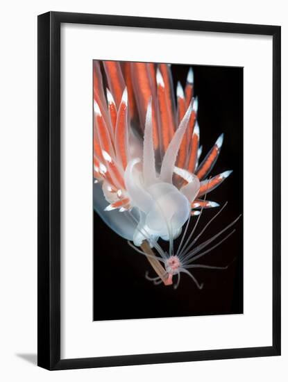 A Nudibranch (Flabellina Nobilis) Feeding On A Solitary Hydroid (Tubularia Indivisa)-Alex Mustard-Framed Photographic Print