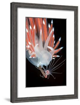 A Nudibranch (Flabellina Nobilis) Feeding On A Solitary Hydroid (Tubularia Indivisa)-Alex Mustard-Framed Photographic Print