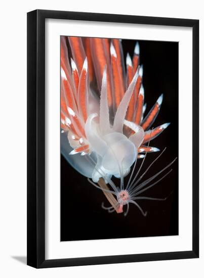 A Nudibranch (Flabellina Nobilis) Feeding On A Solitary Hydroid (Tubularia Indivisa)-Alex Mustard-Framed Photographic Print