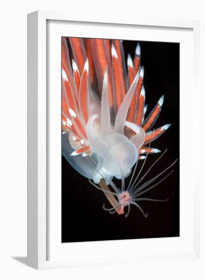 A Nudibranch (Flabellina Nobilis) Feeding On A Solitary Hydroid (Tubularia Indivisa)-Alex Mustard-Framed Photographic Print