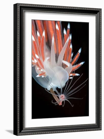A Nudibranch (Flabellina Nobilis) Feeding On A Solitary Hydroid (Tubularia Indivisa)-Alex Mustard-Framed Photographic Print