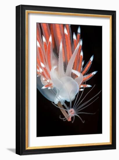 A Nudibranch (Flabellina Nobilis) Feeding On A Solitary Hydroid (Tubularia Indivisa)-Alex Mustard-Framed Photographic Print