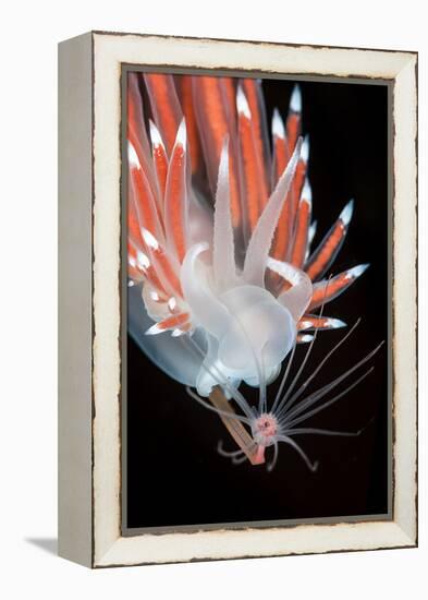 A Nudibranch (Flabellina Nobilis) Feeding On A Solitary Hydroid (Tubularia Indivisa)-Alex Mustard-Framed Premier Image Canvas