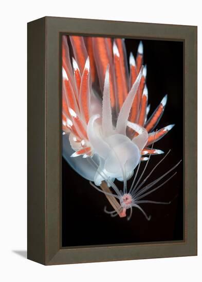 A Nudibranch (Flabellina Nobilis) Feeding On A Solitary Hydroid (Tubularia Indivisa)-Alex Mustard-Framed Premier Image Canvas