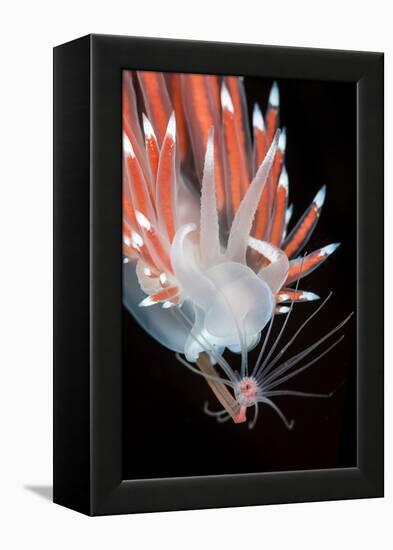 A Nudibranch (Flabellina Nobilis) Feeding On A Solitary Hydroid (Tubularia Indivisa)-Alex Mustard-Framed Premier Image Canvas