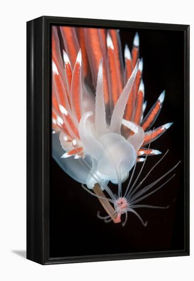 A Nudibranch (Flabellina Nobilis) Feeding On A Solitary Hydroid (Tubularia Indivisa)-Alex Mustard-Framed Premier Image Canvas