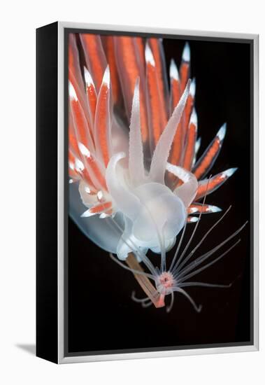 A Nudibranch (Flabellina Nobilis) Feeding On A Solitary Hydroid (Tubularia Indivisa)-Alex Mustard-Framed Premier Image Canvas