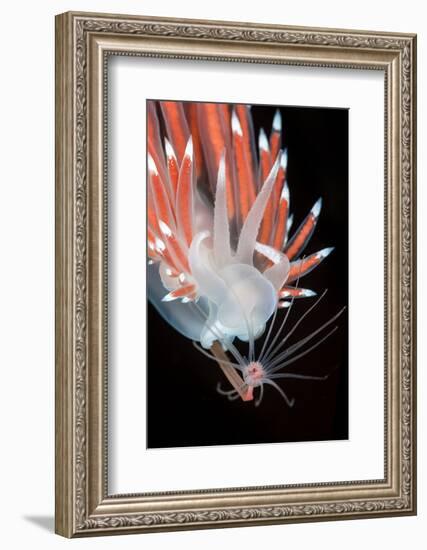 A Nudibranch (Flabellina Nobilis) Feeding On A Solitary Hydroid (Tubularia Indivisa)-Alex Mustard-Framed Photographic Print