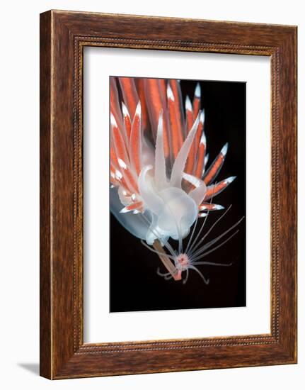 A Nudibranch (Flabellina Nobilis) Feeding On A Solitary Hydroid (Tubularia Indivisa)-Alex Mustard-Framed Photographic Print