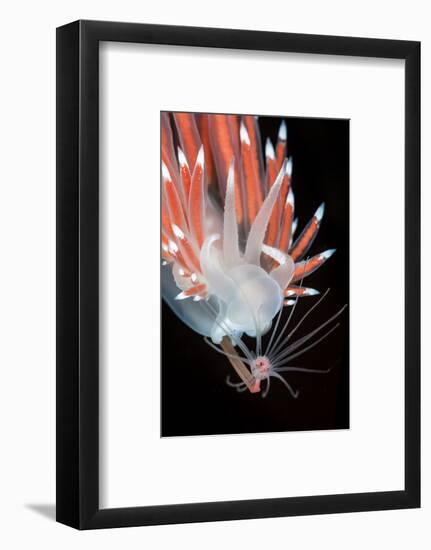 A Nudibranch (Flabellina Nobilis) Feeding On A Solitary Hydroid (Tubularia Indivisa)-Alex Mustard-Framed Photographic Print