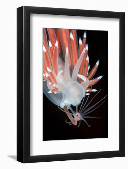 A Nudibranch (Flabellina Nobilis) Feeding On A Solitary Hydroid (Tubularia Indivisa)-Alex Mustard-Framed Photographic Print