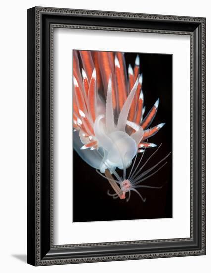 A Nudibranch (Flabellina Nobilis) Feeding On A Solitary Hydroid (Tubularia Indivisa)-Alex Mustard-Framed Photographic Print