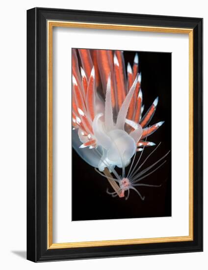 A Nudibranch (Flabellina Nobilis) Feeding On A Solitary Hydroid (Tubularia Indivisa)-Alex Mustard-Framed Photographic Print