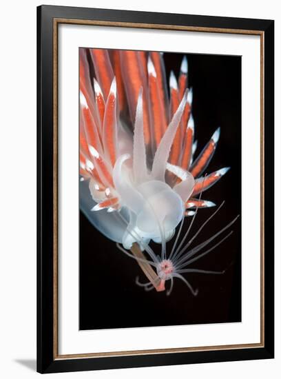 A Nudibranch (Flabellina Nobilis) Feeding On A Solitary Hydroid (Tubularia Indivisa)-Alex Mustard-Framed Photographic Print