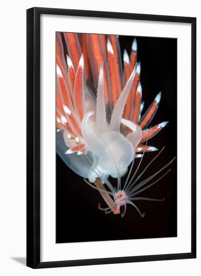 A Nudibranch (Flabellina Nobilis) Feeding On A Solitary Hydroid (Tubularia Indivisa)-Alex Mustard-Framed Photographic Print