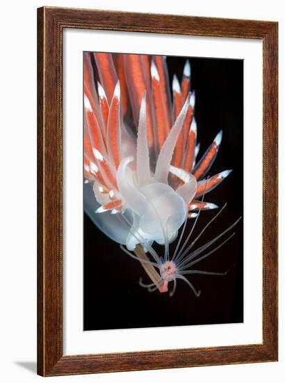 A Nudibranch (Flabellina Nobilis) Feeding On A Solitary Hydroid (Tubularia Indivisa)-Alex Mustard-Framed Photographic Print