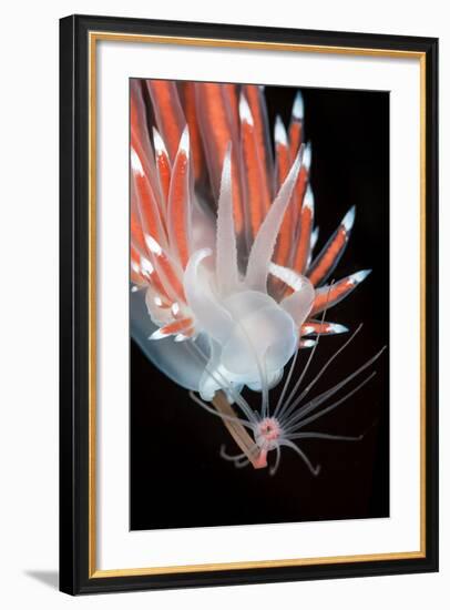 A Nudibranch (Flabellina Nobilis) Feeding On A Solitary Hydroid (Tubularia Indivisa)-Alex Mustard-Framed Photographic Print