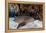 A Nurse Shark Rests on the Seafloor of Turneffe Atoll-Stocktrek Images-Framed Premier Image Canvas