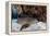 A Nurse Shark Rests on the Seafloor of Turneffe Atoll-Stocktrek Images-Framed Premier Image Canvas