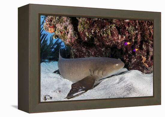 A Nurse Shark Rests on the Seafloor of Turneffe Atoll-Stocktrek Images-Framed Premier Image Canvas