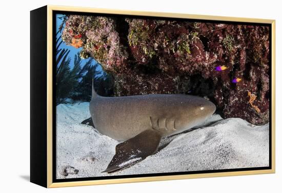 A Nurse Shark Rests on the Seafloor of Turneffe Atoll-Stocktrek Images-Framed Premier Image Canvas