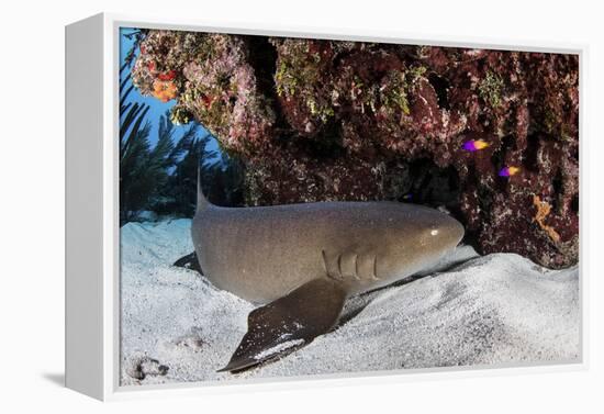 A Nurse Shark Rests on the Seafloor of Turneffe Atoll-Stocktrek Images-Framed Premier Image Canvas