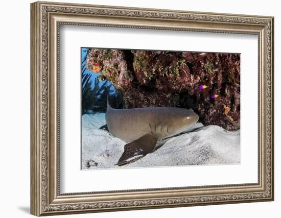 A Nurse Shark Rests on the Seafloor of Turneffe Atoll-Stocktrek Images-Framed Photographic Print