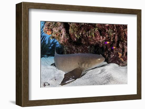 A Nurse Shark Rests on the Seafloor of Turneffe Atoll-Stocktrek Images-Framed Photographic Print