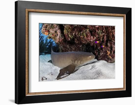 A Nurse Shark Rests on the Seafloor of Turneffe Atoll-Stocktrek Images-Framed Photographic Print