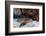 A Nurse Shark Rests on the Seafloor of Turneffe Atoll-Stocktrek Images-Framed Photographic Print